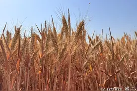 767.1公斤！“马兰1号”田间实打实收再获新突破图片