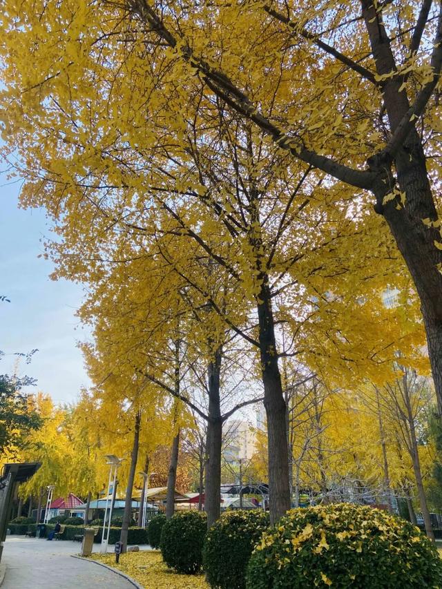 邀您共赴秋日浪漫 石家庄公园、广场银杏进入最佳观赏期