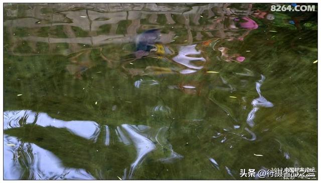 山东行游影记（2）—济南趵突泉（二）