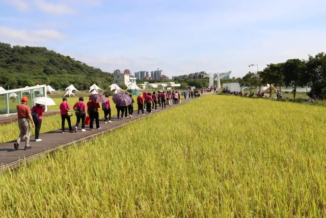 流溪河文化 | 艾米农业产业园:一溪润千亩,一稻美一城