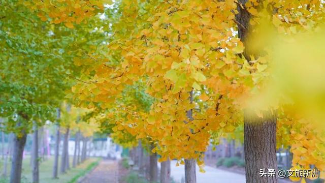 红枫公路、孤独的树......新洲这波秋日「隐藏款」，你知道几个？