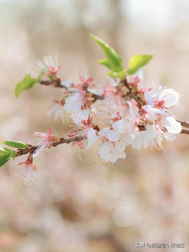 这个春天，来吐鲁番“花”点时间！
