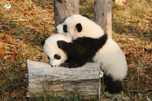 这个元旦假期来成都熊猫国际旅游度假区就对了~ | 成华融媒