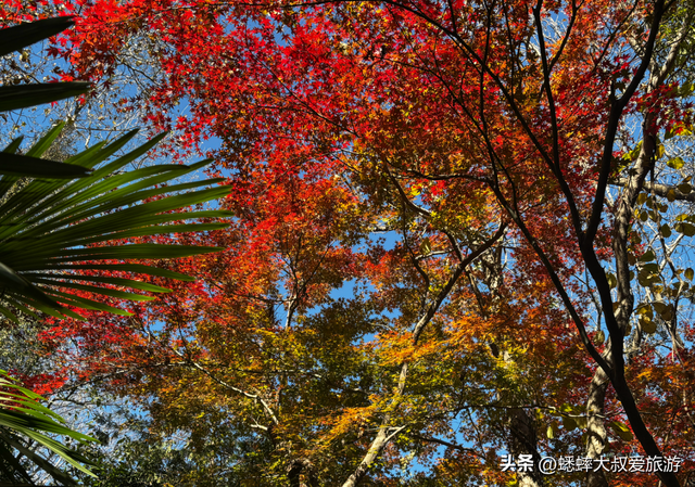 快来，浙江第三届莫干山红枫季开始了，可轻松来趟浪漫“枫”旅！