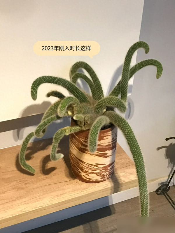 福建男子养3年的“多肉”越长越怪，家人都害怕，网友：太嚣张了