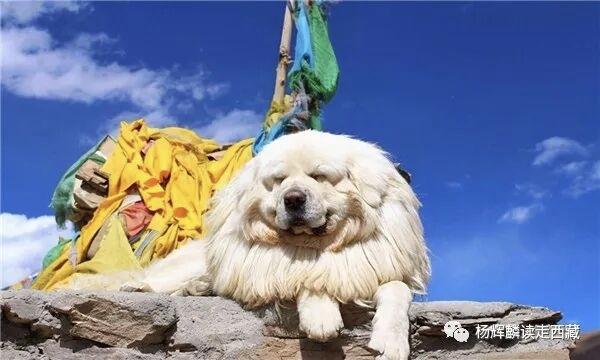 山南•曲松，这几个地方必须去，可以一睹藏獒风采