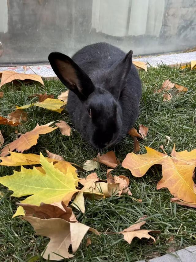 博物FUN | 观复之道：中国首家私立博物馆的“逆生长”密码