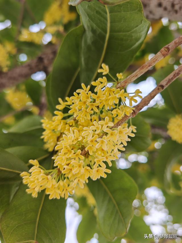 古城云梦：重阳桂花艳 千年古韵香