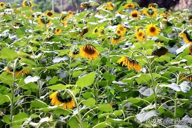 【青山绿水 只此清水】清水：盛夏清水好风光 特色景点吸引八方游客