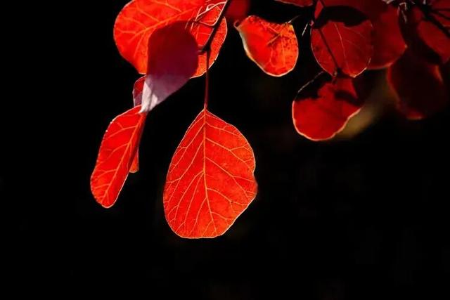 @枣庄人，是时候去这些地方赏红叶啦！