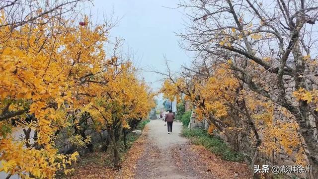 寻美薛城丨又见一年榴叶黄！