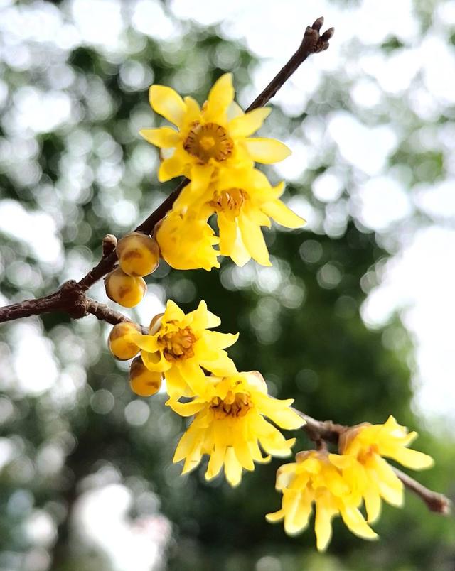 武当文化广场:梅花绽放引客来