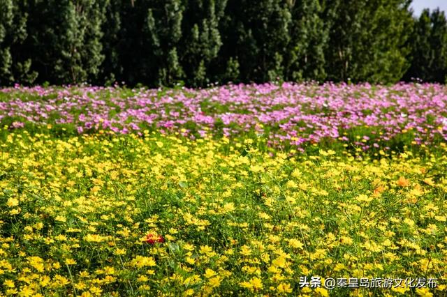 今年暑期，秦皇岛文旅热度攀升，持续“霸榜”！一起回顾秦皇岛夏日记忆~