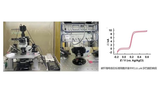 创新进展 | 北科院分析测试所在活性物质分析及功效评价技术研究方面取得新突破
