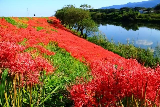 9月去看绝美彼岸花吧！日本10大赏花出片景点全攻略~