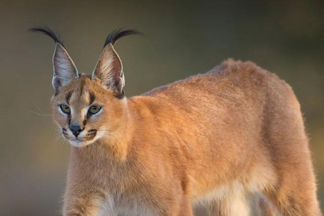 全世界100个宠物猫品种大赏！