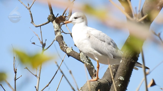 TOP3！超长春节假来了，昆明又成热门