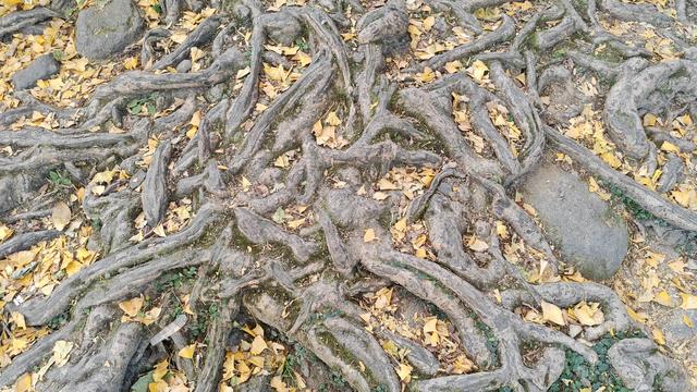 郁郁银杏无非般若，青青溪石尽是法身：宜春南惹古村印象（聂朋