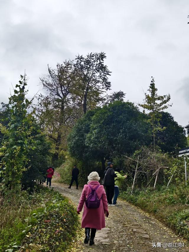 金叶映古村，醉美长岗岭