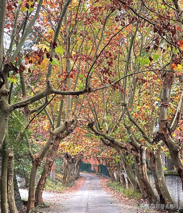 成都彭州的魔幻彩林，都不要门票！壮观、唯美、浪漫，无不惊艳！