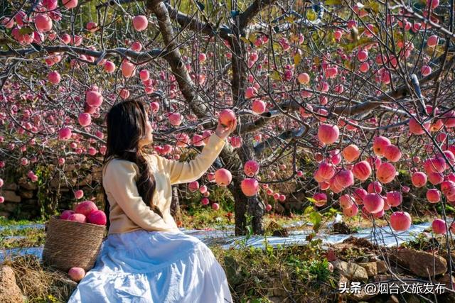 【乐享烟台】任贤齐爱吃的烟台苹果，采摘攻略来了！