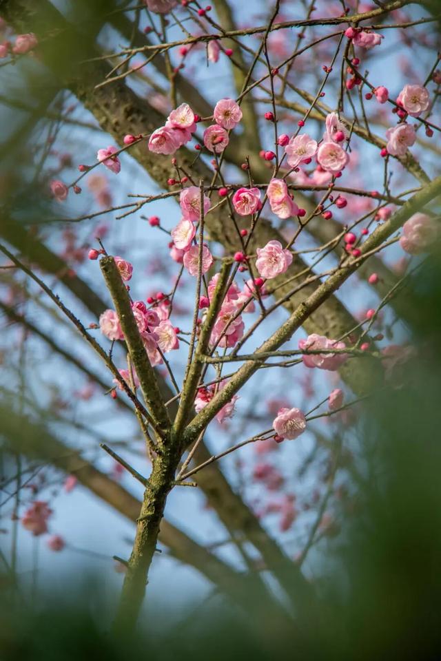 一年一度！重庆园博园红梅开啦→