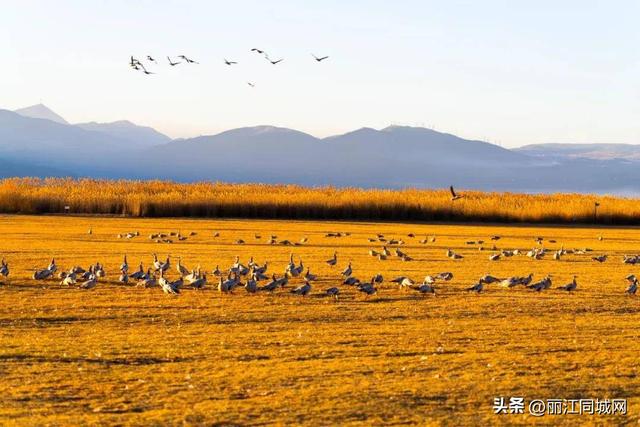 来丽江拉市海，赴一场万鸟齐飞的冬日浪漫