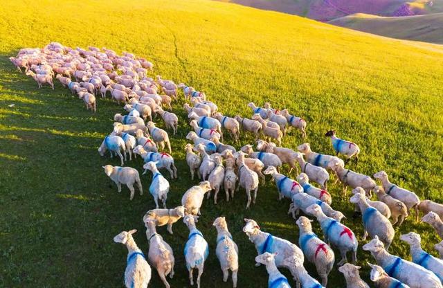 月薪8000留不住人，牧民靠万亩草场维生，新疆的上限下限超乎想象