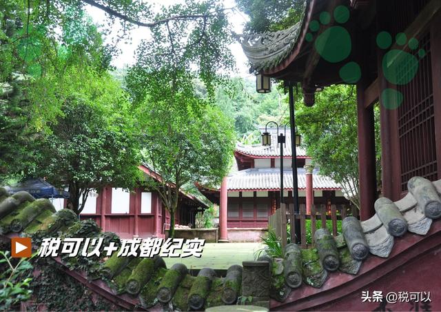 走进崇州大明寺，被两棵1500岁的楠树震撼到了！
