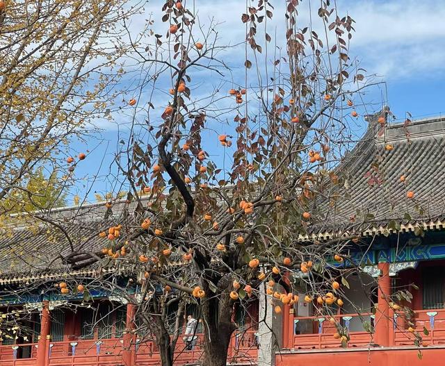 初冬，六百年五塔寺的最后一抹鎏金