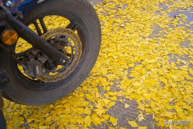 崇圣寺隔壁也有古银杏，就在三文笔村，长势更加风华正茂