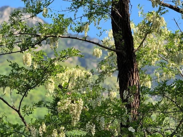 泰山中天门：春末夏初的绮梦之境