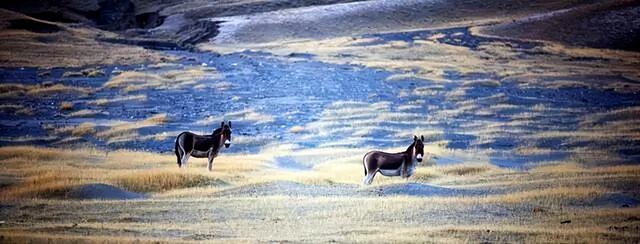 探秘古格王朝与扎达土林：西藏阿里的时空之旅