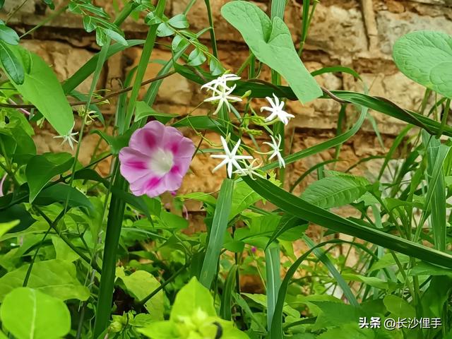 柴米油盐调味诗与远方,抚仙湖那一抹红