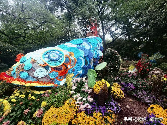 杭州植物园的菊花展——一场关于菊花的饕餮盛宴（二）