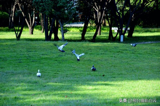 达活泉公园绿草如茵，碧波荡漾（图）