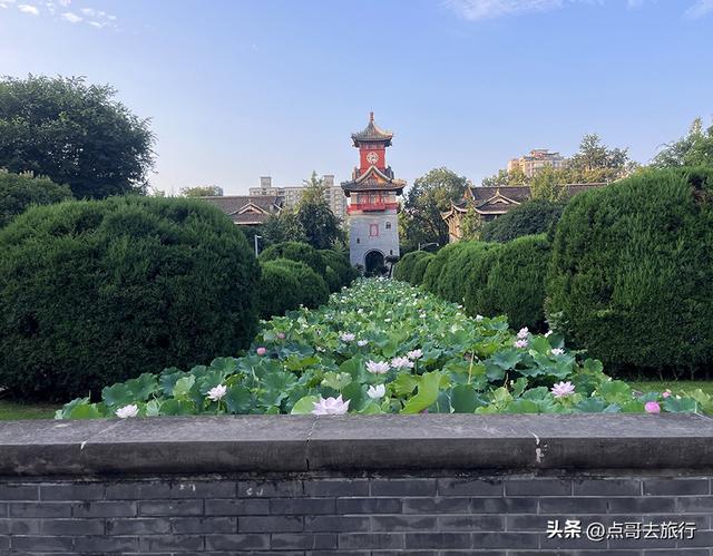 成都第二波荷花开了，环境清凉，比第一波更震撼人心，不要门票！
