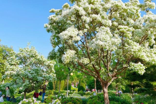半日休闲游玩 | 牡丹+流苏+多巴胺花海，好拍到停不下来