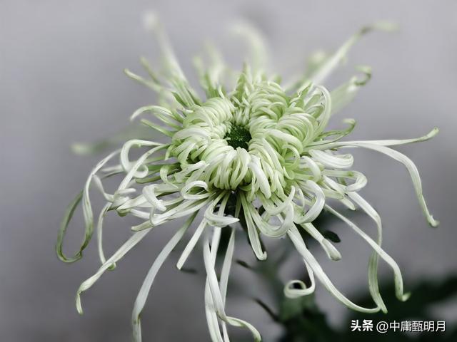 你看见过多少种菊花？
