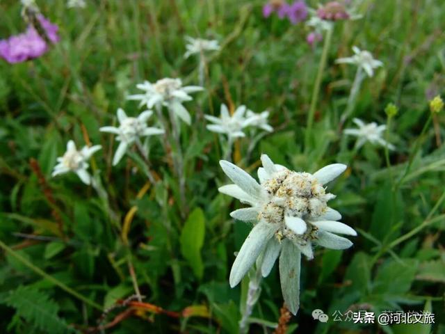高山草甸、峡谷奇观，这座小城是被低估的自然宝藏