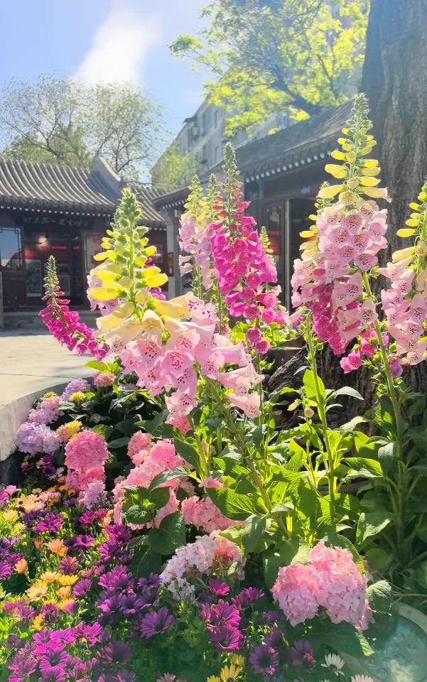 “花漾”漫染千年古道!模式口以繁花织就京西生态人文画卷