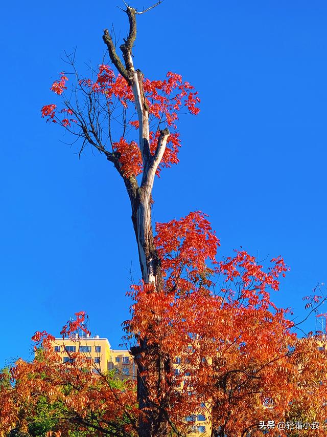 秋霜寒，秋叶艳，秋林醉，在家乡小城，邂逅一场姗姗来迟的秋景