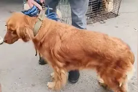 可怜的金毛被卖到狗市，竟然伤心的哭了起来，主人又把它抱了回来图片