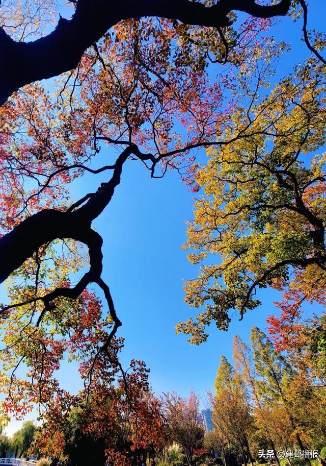南京深秋顶流！莫愁湖的乌桕树藏不住了
