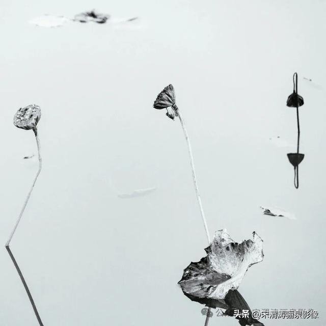 陕西渭南：人民公园银杏林色彩纷呈 祥和美丽 秋色宜人