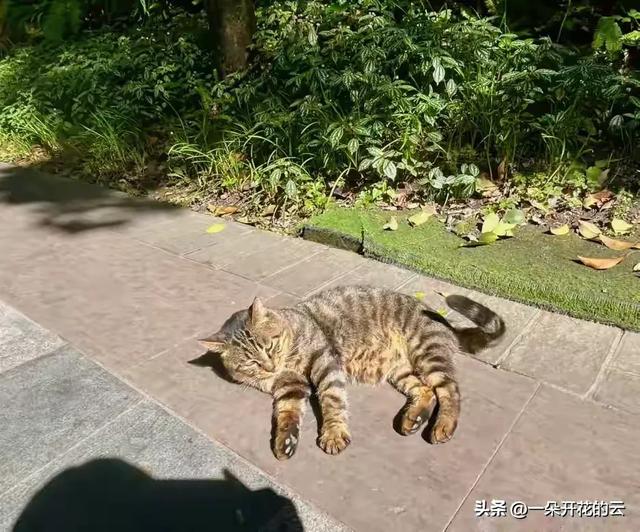 在鹤鸣茶社,我学到了“偷时间”的艺术:专治停不下来的现代病