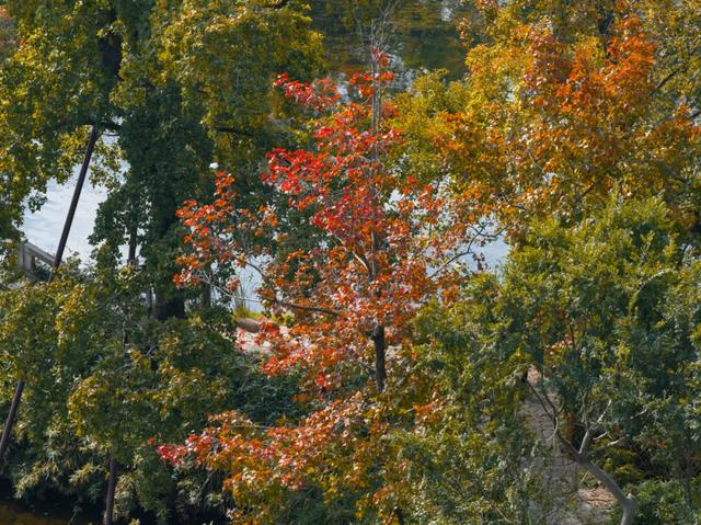 报！天平山红枫已进入变色期