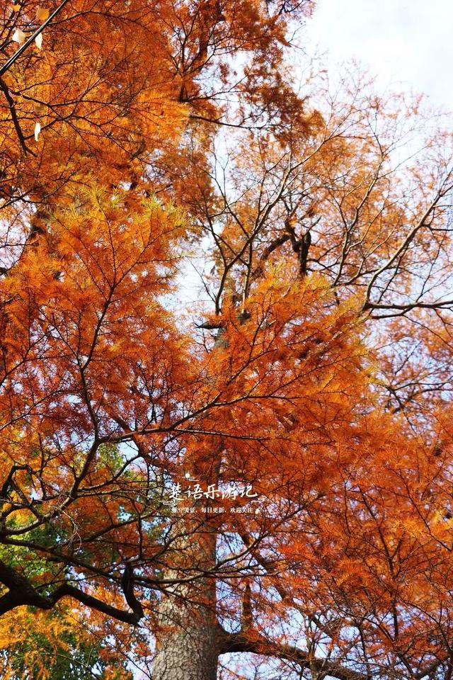浙江宁波四明山深处的秘境，近50株古树营造油画般的风景，很好玩