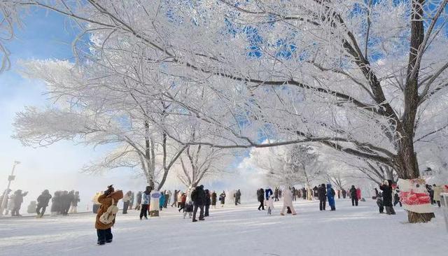 琼枝玉树映霞光，阿什雾凇岛现今冬“仙境”画卷