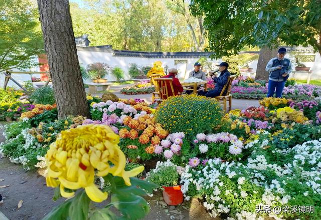 “中山秋韵，菊映盛世”，赏菊南京中山植物园（下）